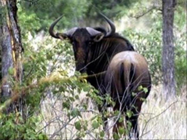 Waardes teenoor wild begin verander | News Article