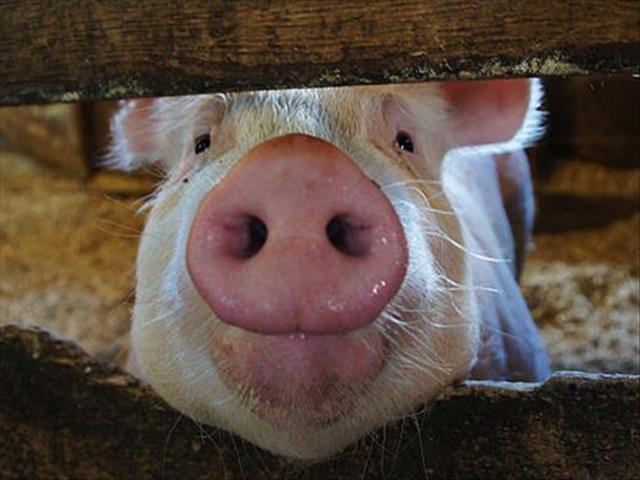 Agri News Podcast: Infected FS pigs culled | News Article