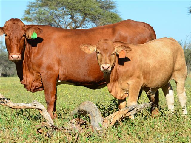 President van Beefmaster-telersgenootskap praat oor sy stoetery | News Article
