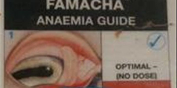 Dr. Faffa Malan se Famacha-bestuurstelsel word op skaapdag verduidelik | News Article