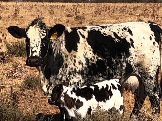 Noordwes-teler bied Angus- en Nguni-kruisteeldiere op produksieveiling aan | News Article