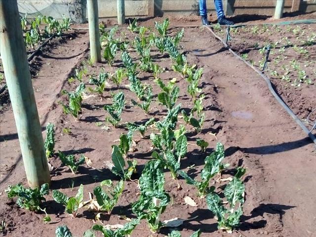 Matlosana mayor appreciates government’s dedication to food security | News Article