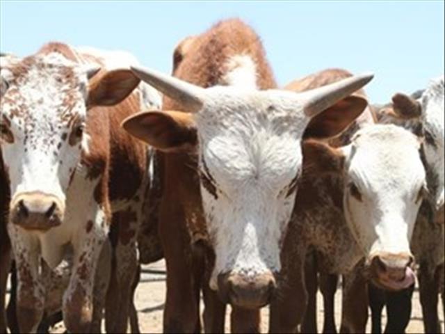 Hier is die weeklikse veilingspryse vir lewende hawe | News Article