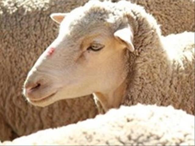 Pieter Möller berig oor 'n geslaagde skeerkampioenskap | News Article
