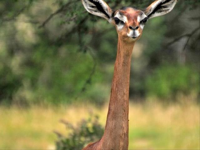 Just Plain Drive: This is The Gerenuk (We can't believe it exists) | News Article