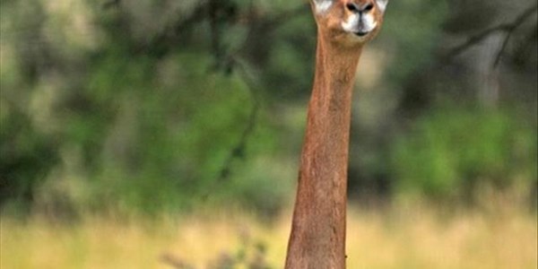Just Plain Drive: This is The Gerenuk (We can't believe it exists) | News Article