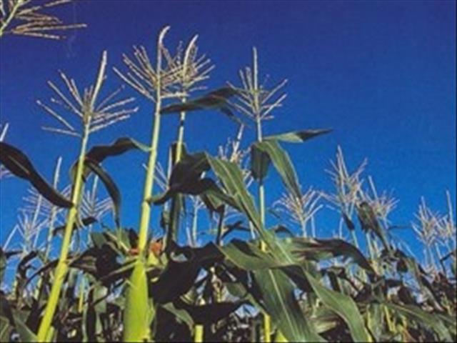 Senwes Grainlink: Hier is jou jongste Safex-pryse | News Article