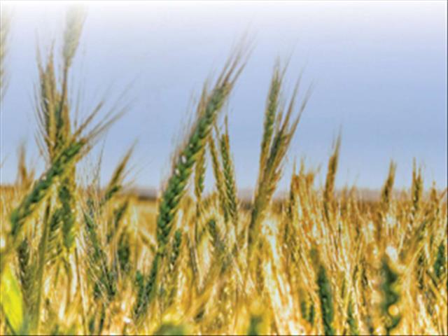 SA expected to remain net exporter of maize this season | News Article