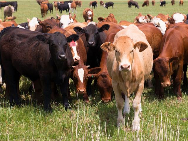 Agri News Podcast: China and SA relationship beefed up | News Article