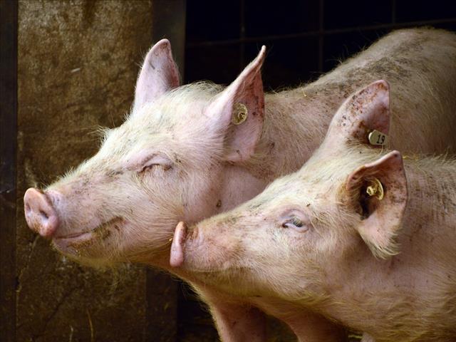 Pig auctions temporarily suspended in FS due to African swine fever | News Article