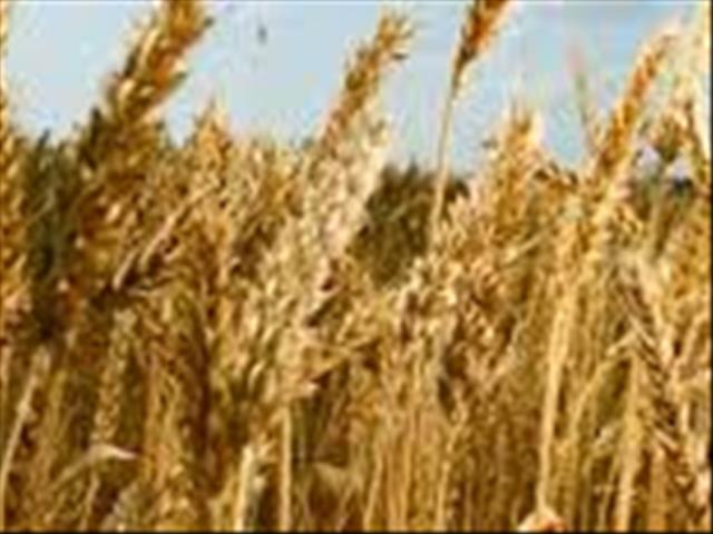 Gaan meer koring aangeplant word in Suid-Afrika? | News Article