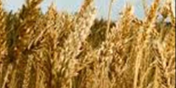 Gaan meer koring aangeplant word in Suid-Afrika? | News Article