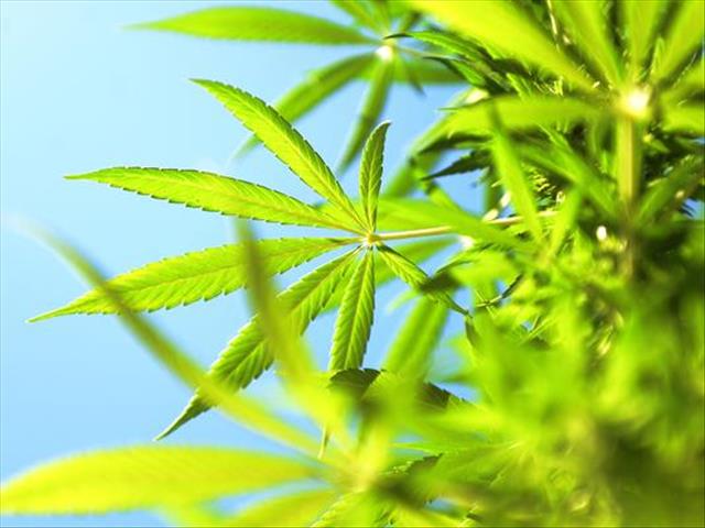 Major drop in dagga arrests | News Article