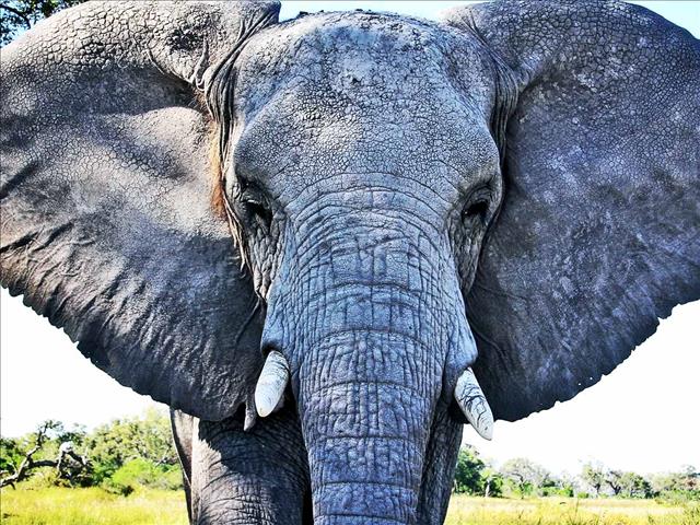 Activist offers to buy Johannesburg Zoo elephants | News Article