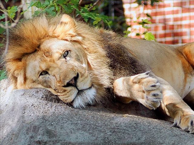 How do you feel about today's Zoos? #OFMNights | News Article