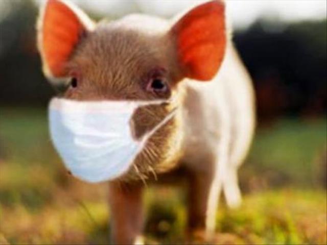 African swine fever awareness campaign underway in NW and FS | News Article