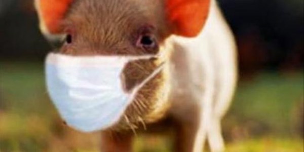 African swine fever awareness campaign underway in NW and FS | News Article