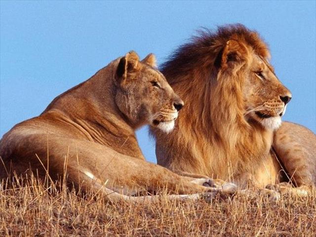 Time to 'fully ban canned lion hunting' | News Article