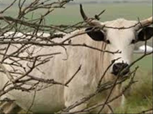 Wenke vir beesprodusente om wintertyd te benut | News Article