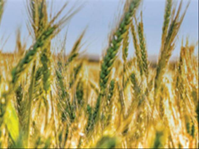 Senwes Grainlink: Hier is jou jongste Safex-pryse | News Article