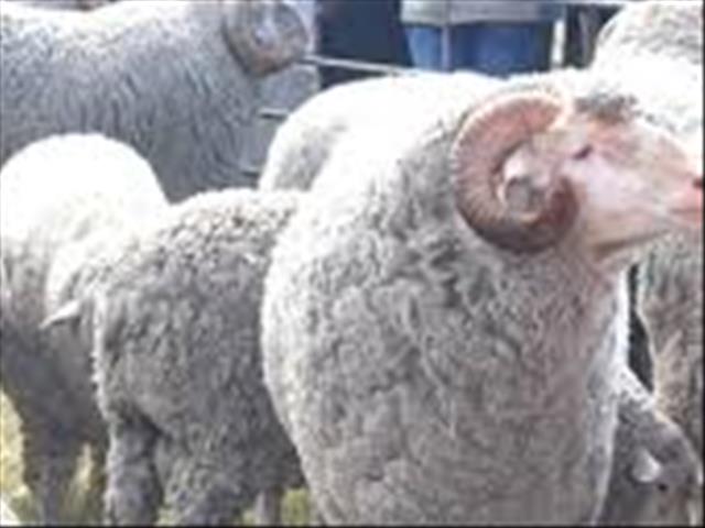 Landbounuus-podcast: Wolbedryf in SA 'het 'n toekoms' | News Article