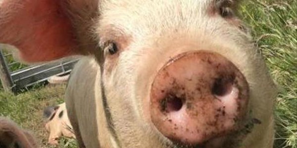 Landbounuus-podcast: Geen voorvalle van Afrika-varkpes op kommersiële VS varkplase nie | News Article