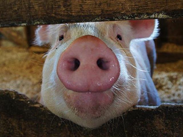 Agri News Podcast: Pig farmers urged to apply bio-security  | News Article