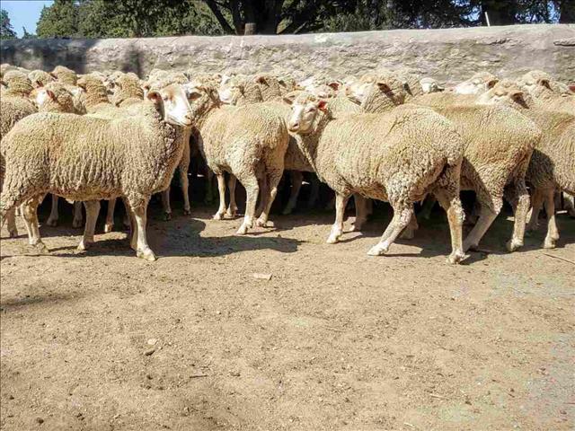 Hier is die weeklikse veilingspryse vir lewende hawe | News Article