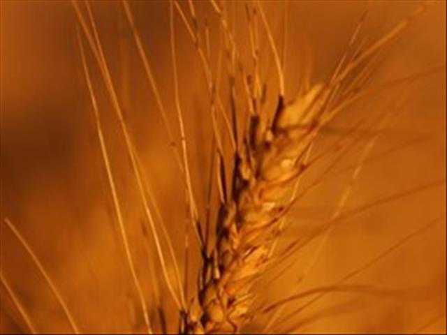 Senwes Grainlink: Hier is jou jongste Safex-pryse  | News Article