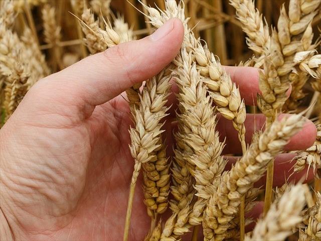 Senwes Grainlink: Hier is jou jongste Safex-pryse  | News Article