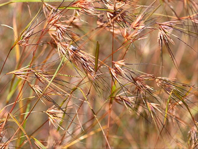 Red Grass Across Parts Of The Free State Failed To Produce Seeds This