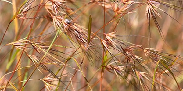 Red grass across parts of the Free State failed to produce seeds this year | News Article