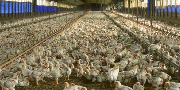 Landbounuus-podcast: EU-pluimveestudie 'n klug - belanghebbendes Landbounuus-podcast: EU-pluimveestudie 'n klug - belanghebbendes | News Article