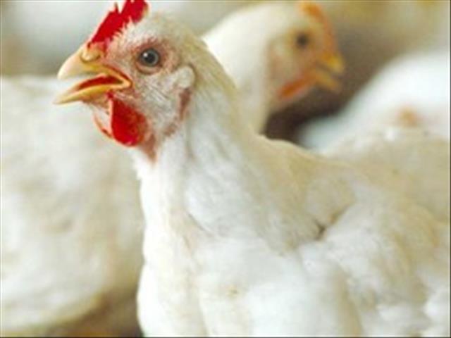 EU-studie bied geen oplossings vir plaaslike pluimveebedryf | News Article