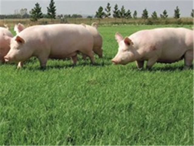 Varkpes in China eis sy tol op dié land se kudde | News Article