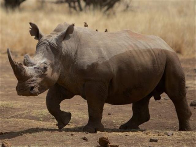 Rhinos at risk as nature conservationist battles to raise funds | News Article