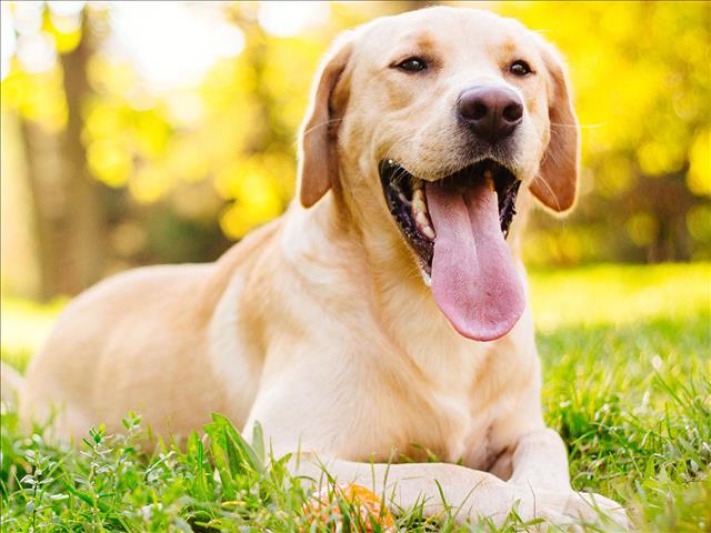 Why having a dog is good for your heart  | News Article