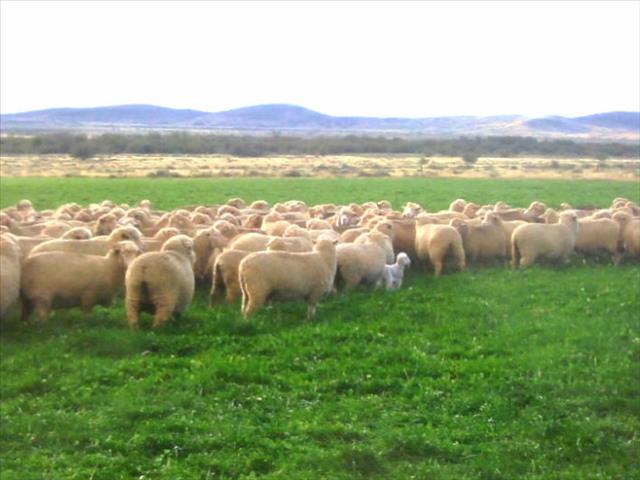 Top merino-teler behaal hoogste pryse op nasionale veiling | News Article