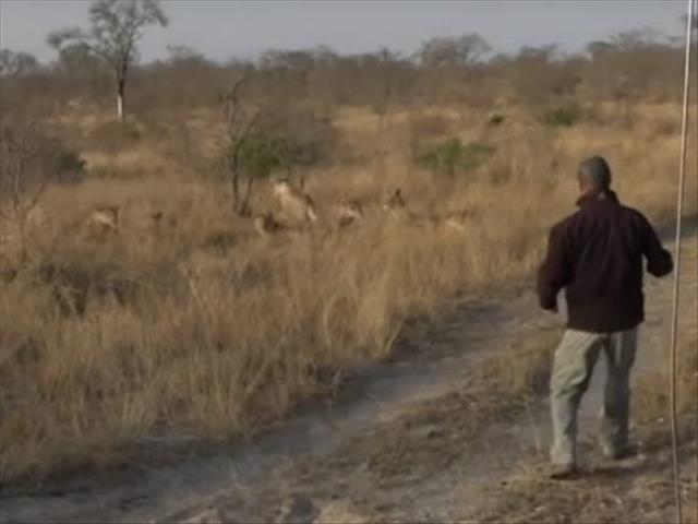 Guide walks straight into pride of lions - WATCH | News Article