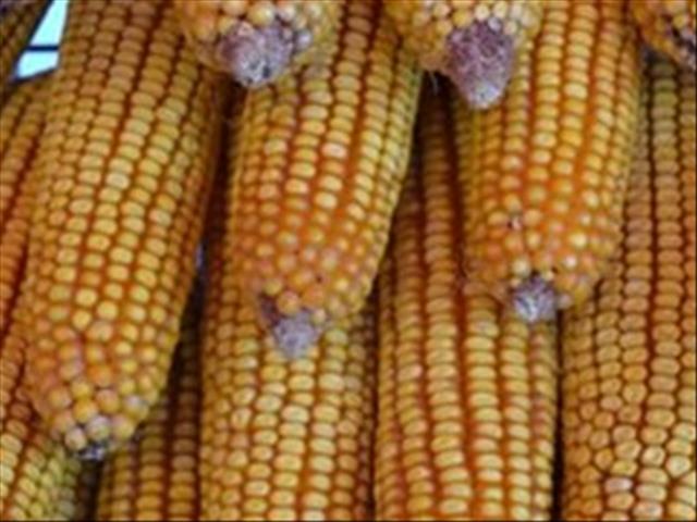Senwes Grainlink: Hier is jou jongste Safex-pryse | News Article