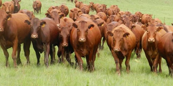 Landbounuus-podcast: NW skenk vee aan opkomende boere Landbounuus-podcast: NW skenk vee aan opkomende boere | News Article