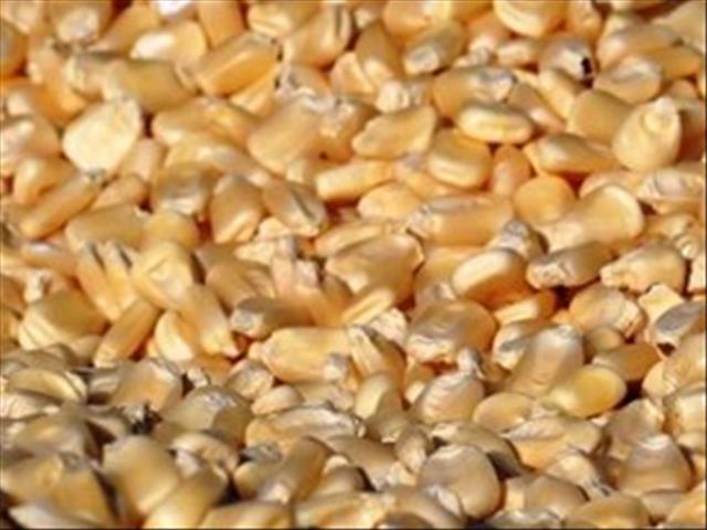 Senwes Grainlink: Hier is jou jongste Safex-pryse  | News Article