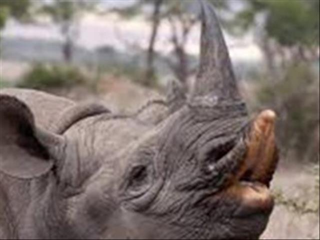 SA, Indonesië bespreek renosterhoringhandel en bewaring  | News Article