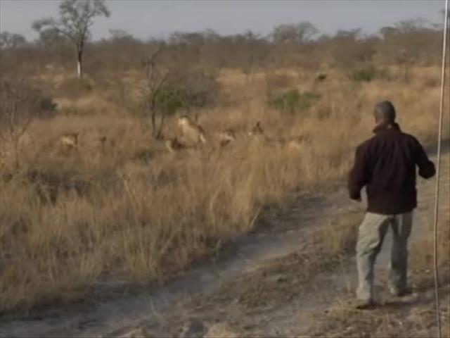 Safari guide walks straight into pride of lions - WATCH | News Article