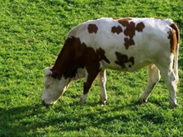 Hier is weeklikse veilingpryse vir lewende hawe | News Article
