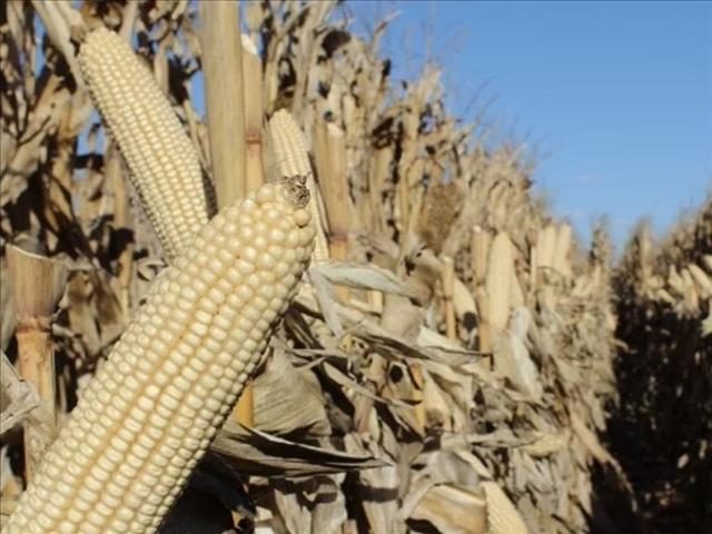 Suid-Afrika se verwagte kommersiële mielie-oes oortref verwagtinge | News Article