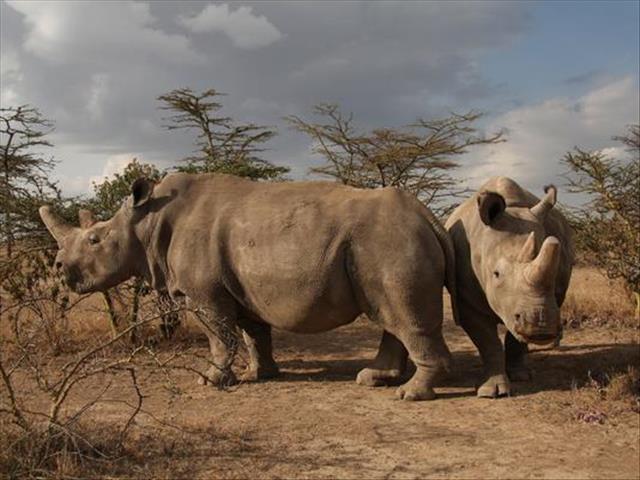 Expert to help save Northern White Rhinoceros  | News Article