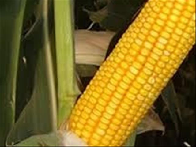 Senwes Grainlink: Hier is jou jongste Safex-pryse | News Article
