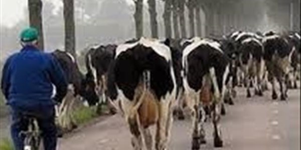 Nederlanders dink slim met melkery-tegnologie Nederlanders dink slim met melkery-tegnologie | News Article