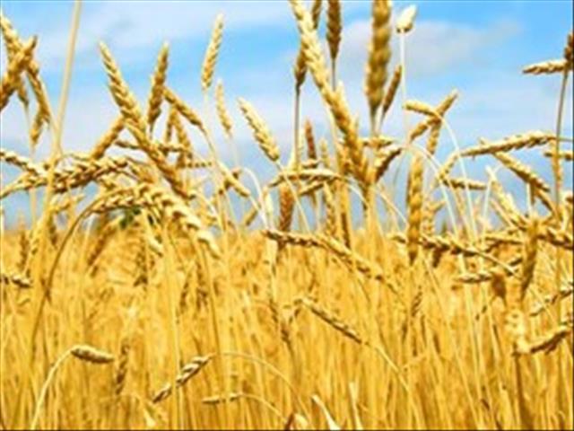 Senwes Grainlink: Hier is jou jongste Safex-pryse  | News Article